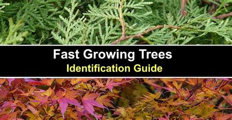 Fast Growing Trees With Pictures Identification Guide