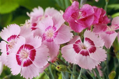The Best Fragrant Flowers To Grow In Your Garden