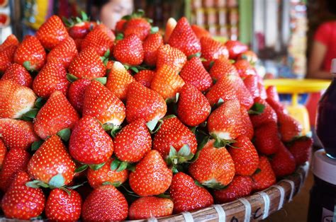 Benguet Strawberry Fields Are Forever At La Trinidad ~ Wazzup Pilipinas News And Events