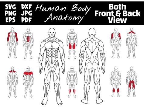 Editable Muscle Map Anatomy Poster Clipart Highlight Muscle Groups