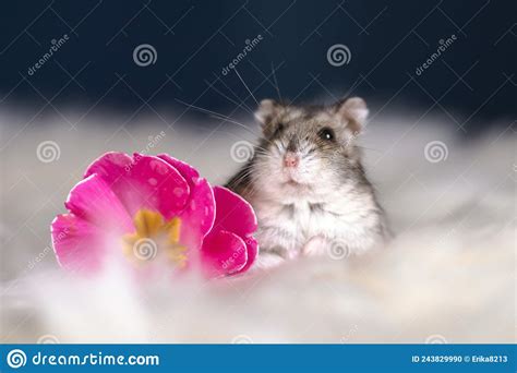 Studio Photo Of Cute Hamster With Flowers Stock Photo Image Of