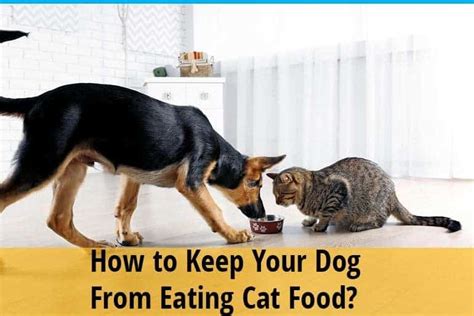 How To Keep Your Dog From Eating Cat Food Zooawesome