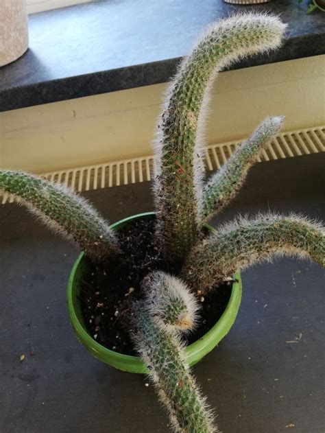 Slowly reduce water you drink that time. Hildewintera Coladominonis (Apenstaart cactus). Stekken ...