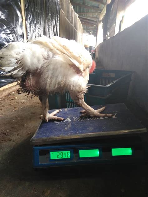 Matured Broiler Chickens For Sale 800 Per Kg Liveweight Call