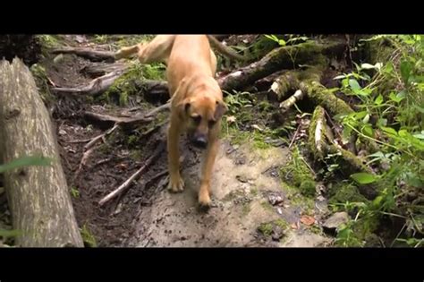 New horizons, you can set up everything. Six videos that will make you want a trail dog - MBR