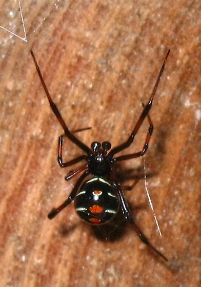 Male Black Widow Latrodectus Variolus Bugguidenet