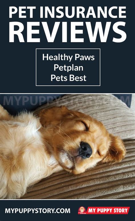 Pet Insurance Reviews: Healthy Paws, Petplan, Pets Best ...