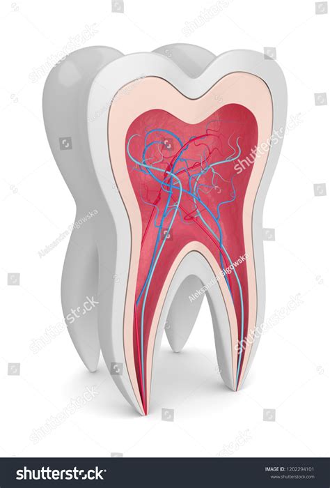 3d Render Tooth Cross Section Nerves 库存插图 1202294101 Shutterstock