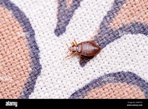 Dorsal Shot Of Bed Bug Cimex Lectularius Pune Maharashtra India