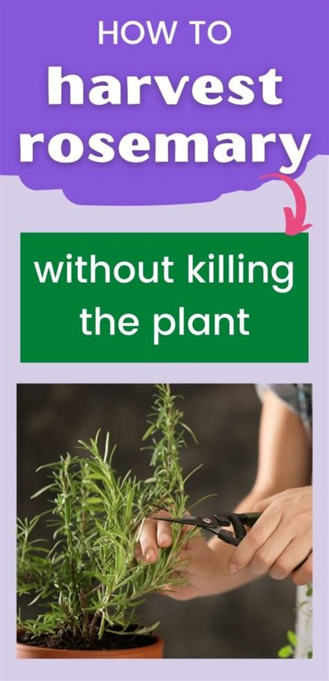The flavor is best before the plant flowers. How to Harvest Rosemary (without killing the plant ...
