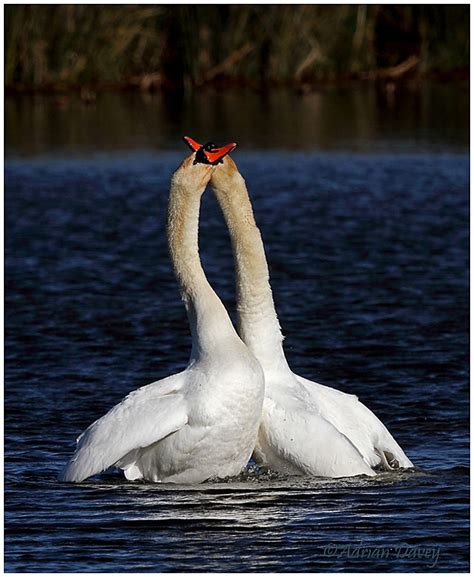 Adrian Davey Bird And Wildlife Photography Mute Swan Courtship 4