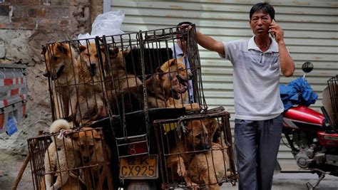 Chinas Yulin Festival Has Started And 10000 Dogs Are On The Menu