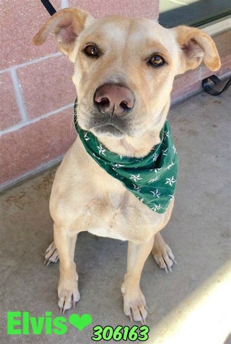 Why go to a dog breeder. Labrador Retriever dog for Adoption in San Antonio, TX ...