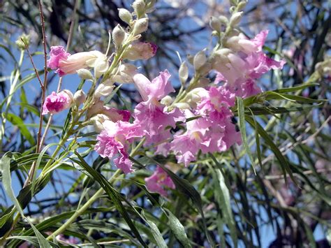 Flowering shrubs, and trees offer great spring color. Desert Willow - Chilopsis Linearis | Plant of The Month