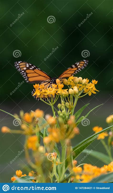 A Monarch Butterfly Perched On Yellow Wildflowers Stock Image Image