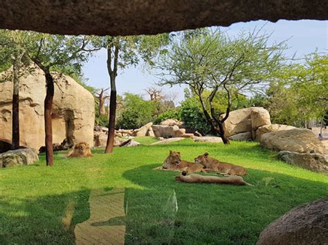 African Lion Exhibit In Bioparc Valencia