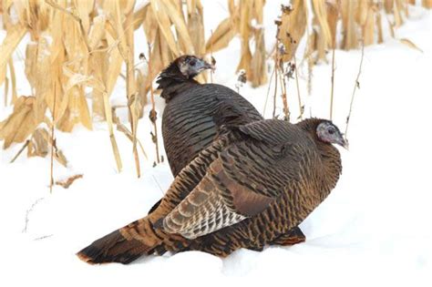 interesting ways to know how long do wild turkeys live captain hunter
