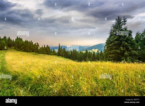 Meadow With Tall Grass On A Mountain Top Near Coniferous Forest In