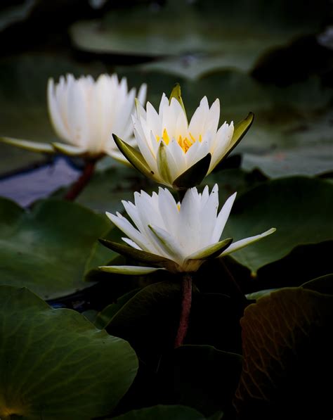 Water Lily Lotus Flower Essence Serenity