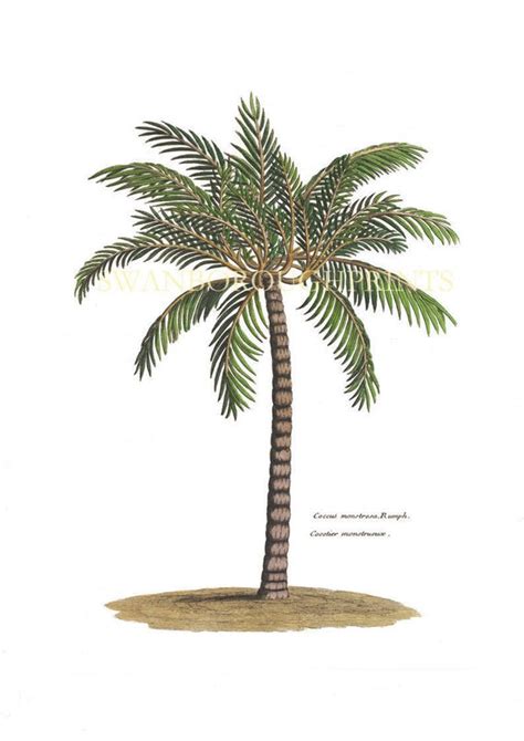 Palm Tree Print Tropical Palm Art Print By Swanboroughprints