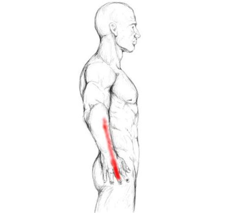 Extensor Digitorum Muscle Pain Trigger Points