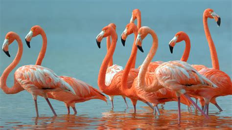 Flamingos Beautiful Exotic Birds Desktop Hd Wallpaper