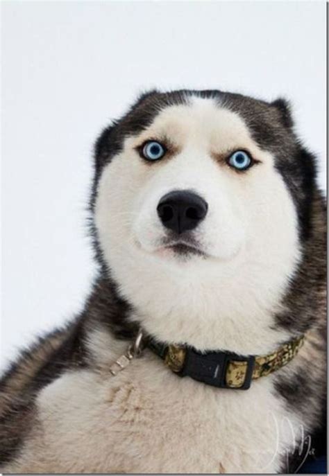 Funny Husky Face Cute And Cuddly Pinterest Husky Faces Funny