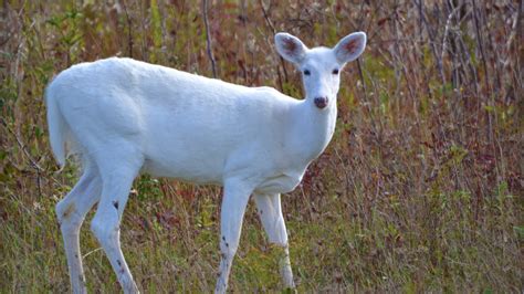 How Rare Is A White Whitetail Deer 2022 🐬 Animalia Lifeclub