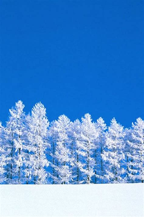 Pure Winter Forest Snow Field Iphone 4s Wallpapers Free Download