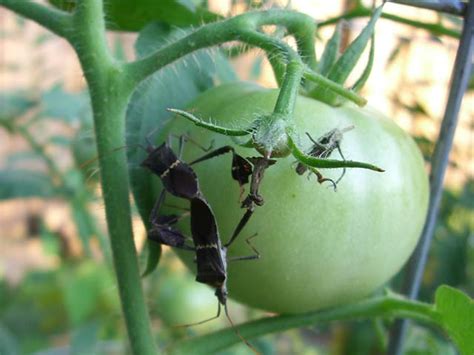 How To Get Rid Of Pest Tomatoville Gardening Forums
