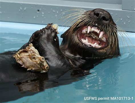 Those Are Some Impressive And Intimidating Teeth Sea Otter — The