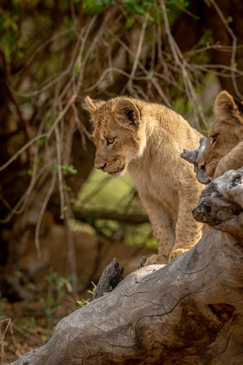 When Do Lions Mate