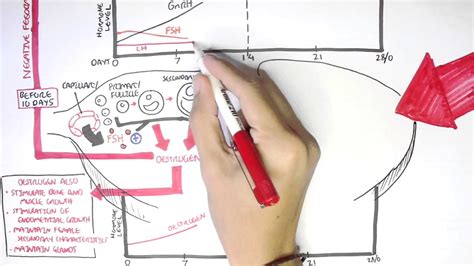 Test your knowledge on the. Female Reproductive System - Menstrual Cycle, Hormones and Regulation - Armando Hasudungan ...