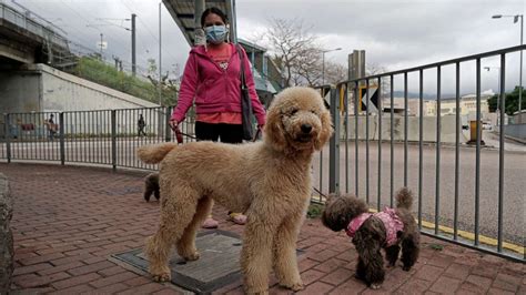 Find and save breaking news memes | from instagram, facebook, tumblr, twitter & more. Coronavirus: Hong Kong warns people not to kiss their pets after dog tests positive for COVID-19 ...
