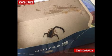 Scorpion On United Airlines Flight Stings Passenger Fox News
