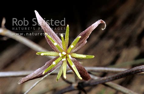 Sometimes confused with native clematis spp, especially c. Rare native climbing Clematis - (Clematis quadribraceolata ...