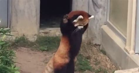 Red Panda Encountering Small Obstacle Is Uncomfortably Relatable Red