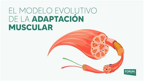 El modelo evolutivo de la adaptación muscular Forum Fisioterapia