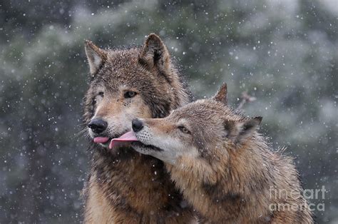 Orthodox Bekanntschaft Schlagloch Wolf Kissing Taste Entmutigen Lava