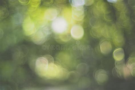 Nature Green Leaves On Blurred Greenery Tree Background And Sunlight