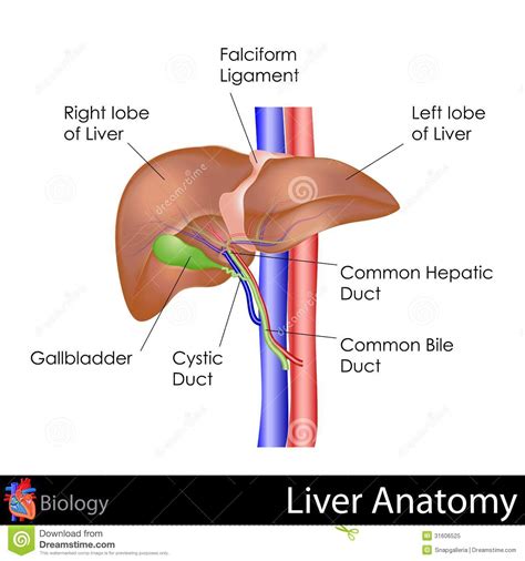 Human Liver Anatomy Royalty Free Stock Photo Image 31606525