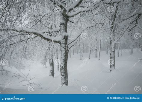 Magic Winter Wonderland Forest With Many Snow In Tuscany Stock Photo