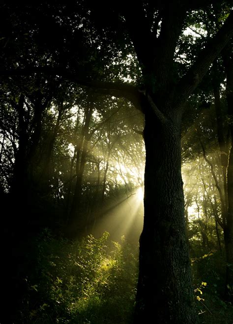 Trees Against Crepuscular Rays · Free Stock Photo