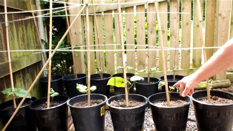 How To Grow Runner Beans In Pots In Your Own Garden Youtube