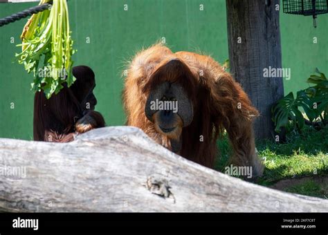 Two Sumatran Orangutans Pongo Abelii At Sydney Zoo In Sydney Nsw