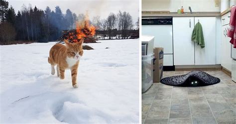 50 Pics Proving That Cats Are Actually Demons Artofit