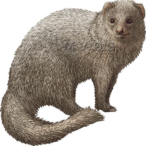 Mongoose Clipart Download Mongoose Clipart For Free 2019