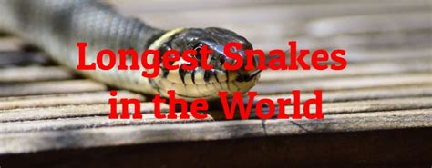 10 Longest Snakes In The World