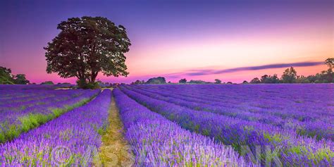 Assaf Frank Photography Licensing Lavender Field At Sunset