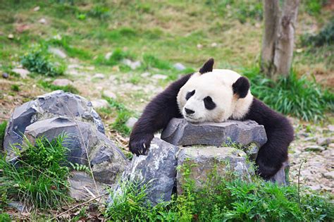 Sad Panda Stock Photos Pictures And Royalty Free Images Istock